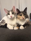 Buddy (and Spicy) - Photo 1