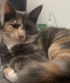 Spicy (and Buddy) - Photo 2
