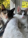 Spicy (and Buddy) - Photo 5