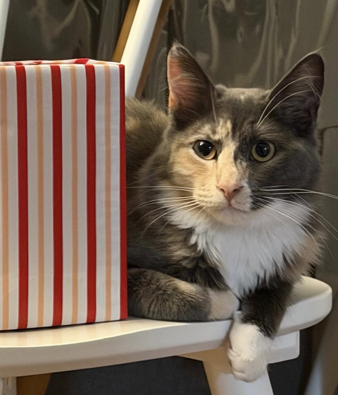 Spicy (and Buddy) Image