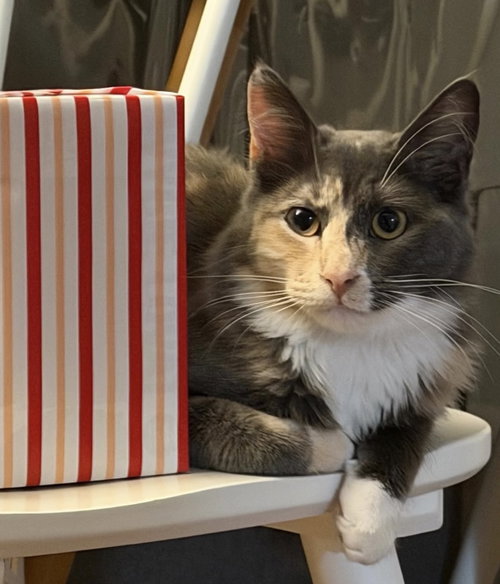 picture of the cat needing adoption