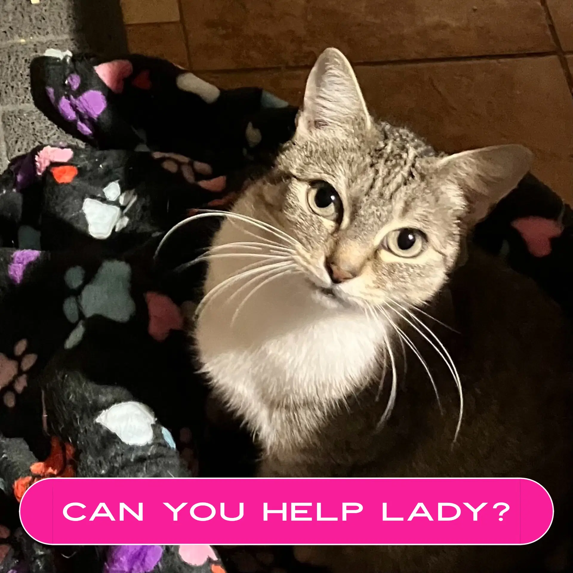 Lady - Domestic Short Hair