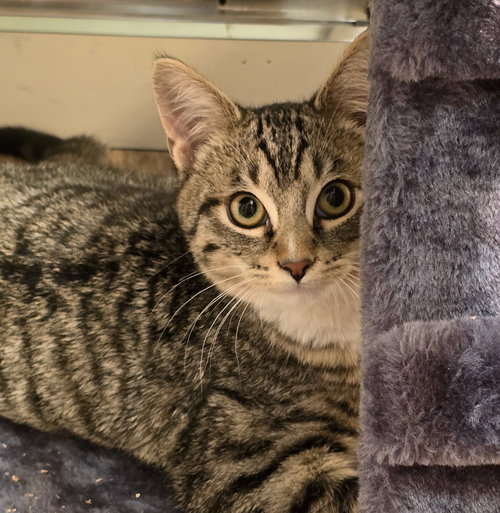 picture of the cat needing adoption
