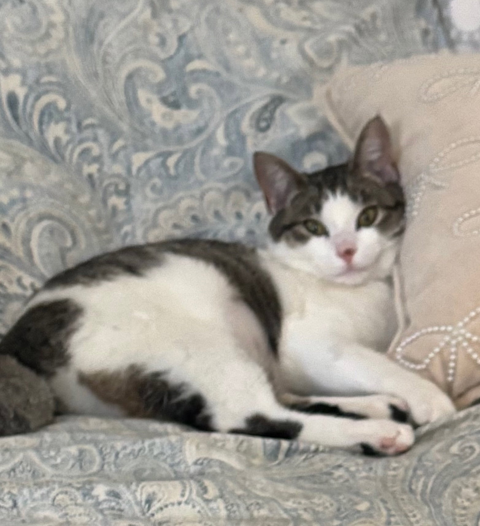 Cleo Image
