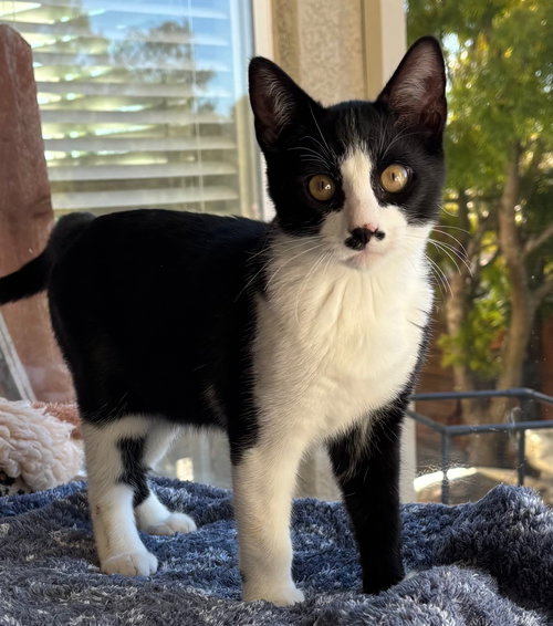 picture of the cat needing adoption