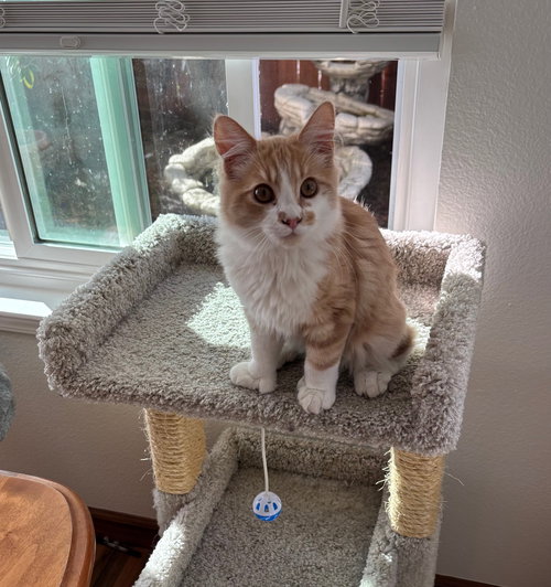 picture of the cat needing adoption