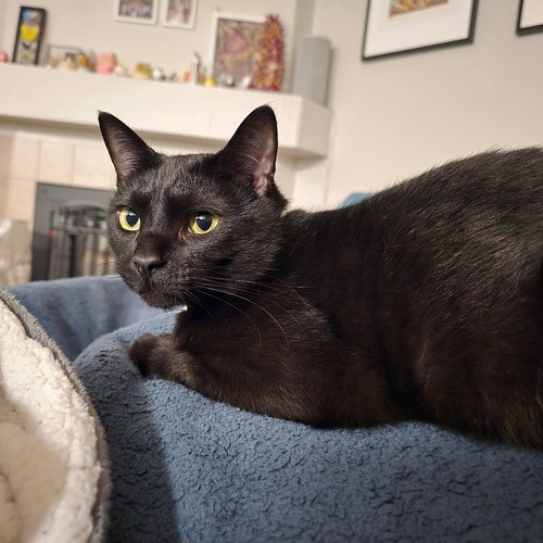 picture of the cat needing adoption