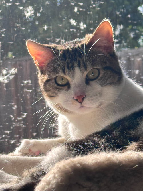 Elvis (& Prissy), an adoptable Domestic Short Hair in Castro Valley, CA