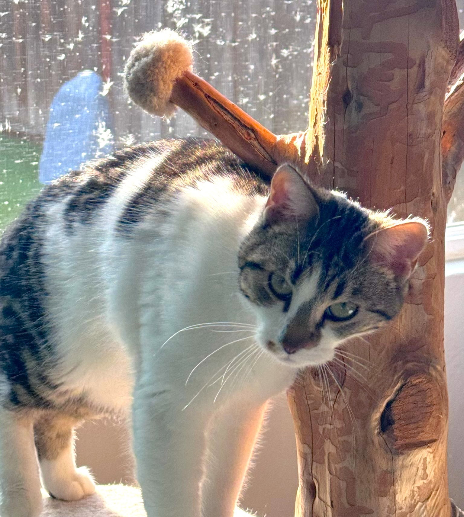 Prissy (& Elvis)