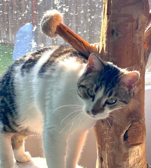 Prissy (& Elvis), Young Domestic Short Hair / Mixed (short coat), cat for adoption in Oakley, California