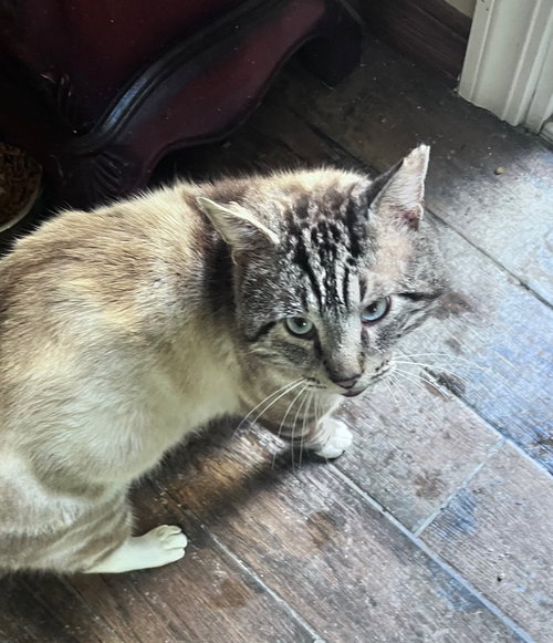 Sterling, Adult Siamese / Mixed (short coat), cat for adoption in Oakley, California