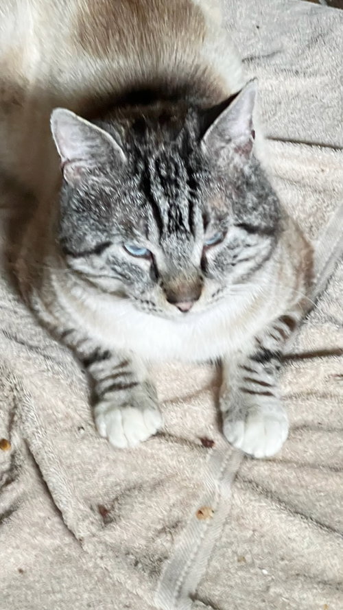 Sterling, an adoptable Siamese in Castro Valley, CA