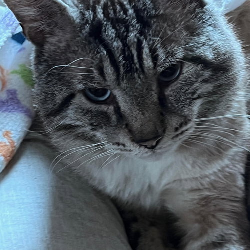 Sterling, an adoptable Siamese in Castro Valley, CA