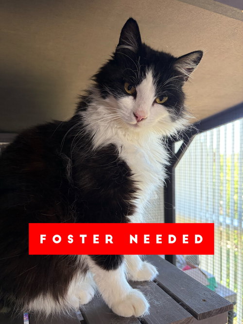 Gracie, an adoptable Domestic Long Hair in Castro Valley, CA