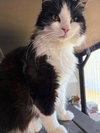 Gracie - Photo 3