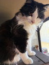 Gracie - Photo 4