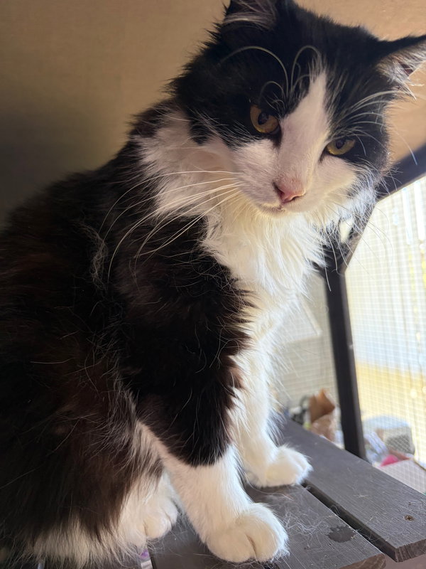 Gracie
