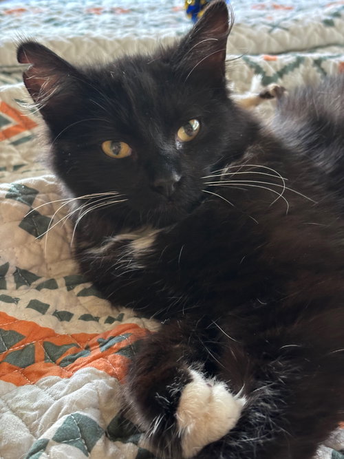 Cooper, an adoptable Maine Coon in Castro Valley, CA