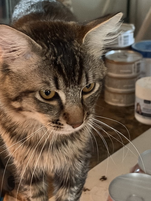 Geoffrey (& Clementine), an adoptable Domestic Medium Hair in Castro Valley, CA