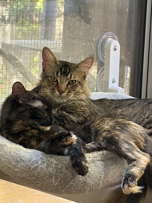 Geoffrey (& Clementine), Young Domestic Medium Hair / Mixed (medium coat), cat for adoption in San Bruno, California