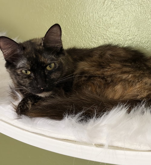 Clementine (& Geoffrey), Young Domestic Medium Hair / Mixed (medium coat), cat for adoption in San Bruno, California