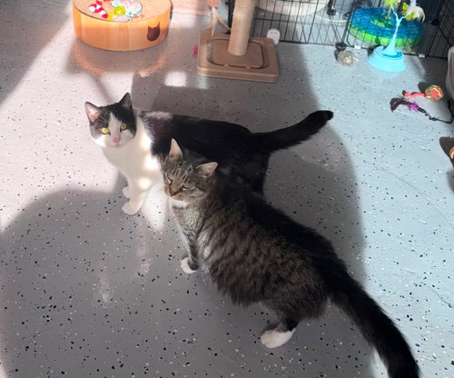 Luna, an adoptable Domestic Short Hair in Castro Valley, CA