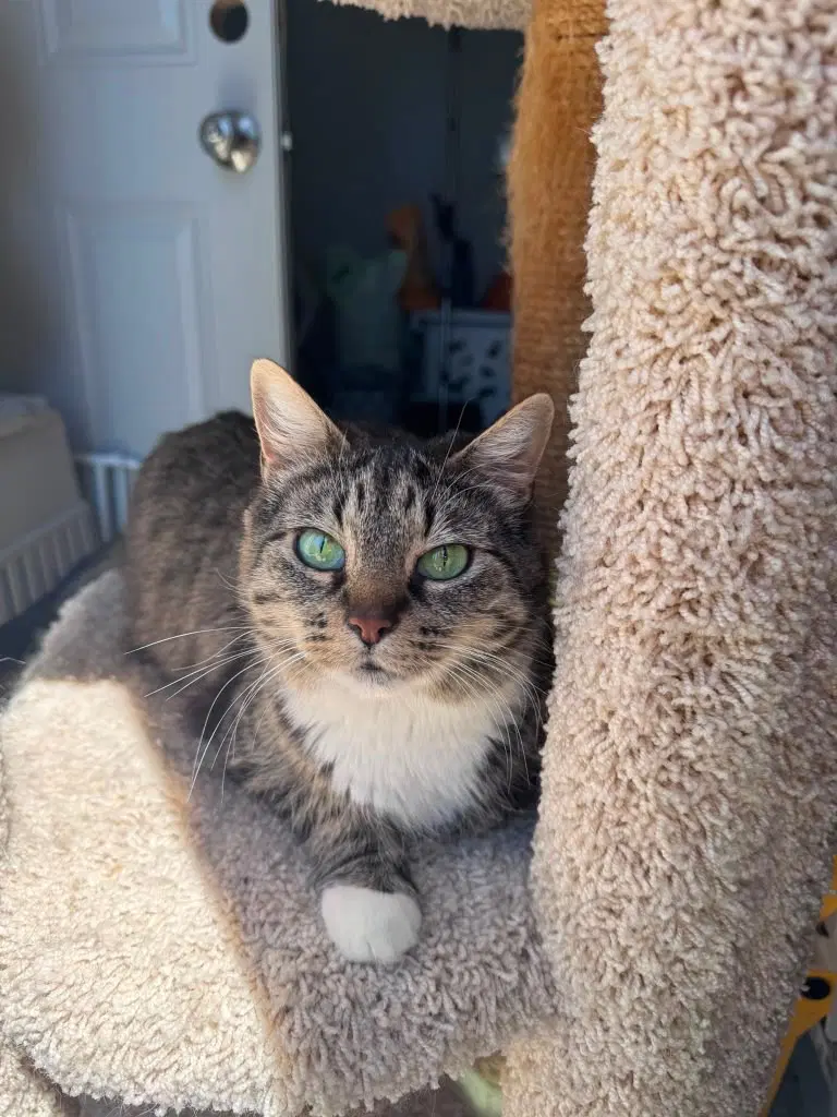 Luna - Domestic Short Hair
