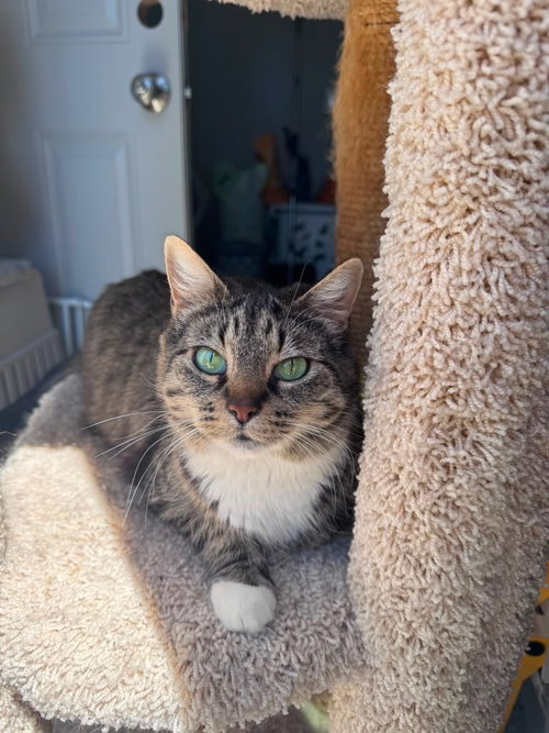Luna, a cat for adoption from Angus & Friends, Inc