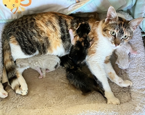 Bella, an adoptable Domestic Short Hair in Castro Valley, CA