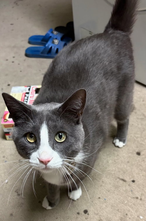 Ficus [CP], an adoptable Domestic Short Hair in Castro Valley, CA