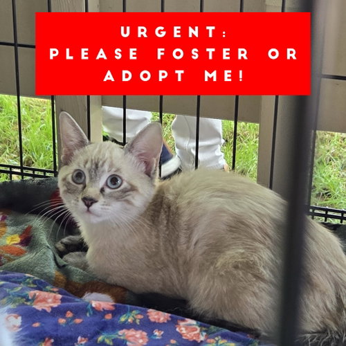 picture of the cat needing adoption