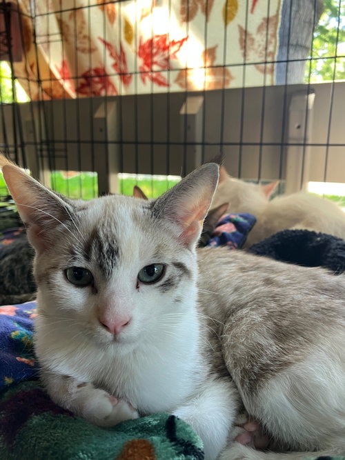 Ashley (& Ash), an adoptable Domestic Short Hair in Castro Valley, CA