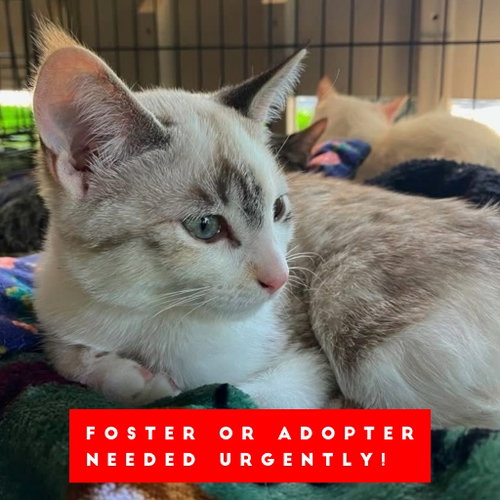 picture of the cat needing adoption