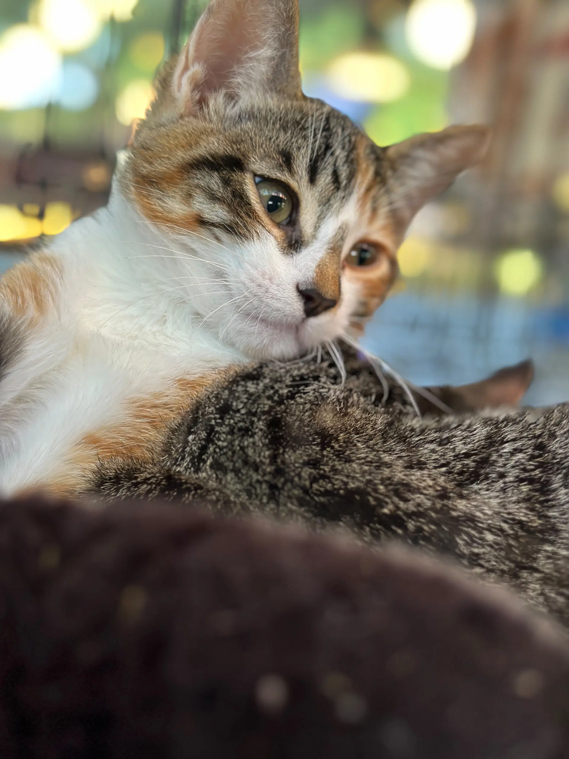 Dora  Stripes - Domestic Short Hair