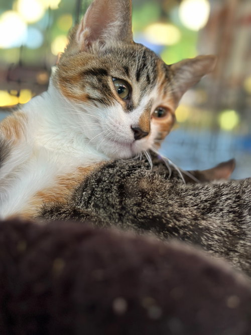 Dora (& Stripes), an adoptable Domestic Short Hair in Castro Valley, CA