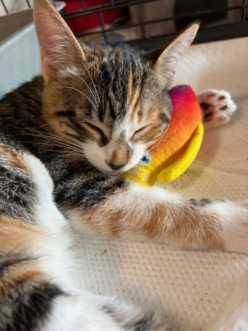 Dora photo 2