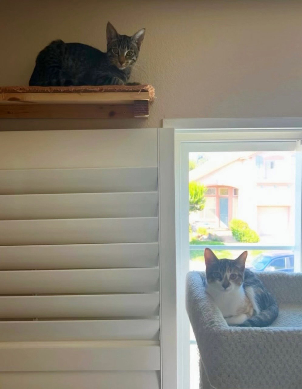 Dora (& Stripes), photo 6