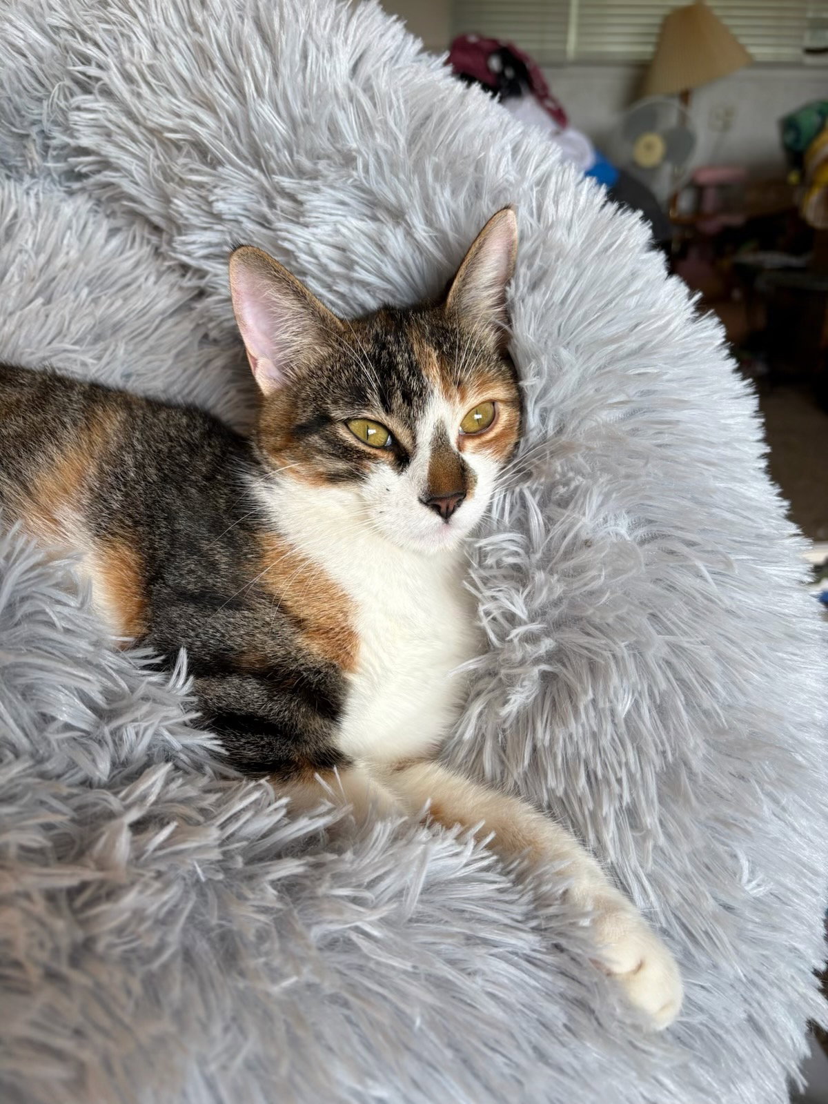 Dora (& Stripes)