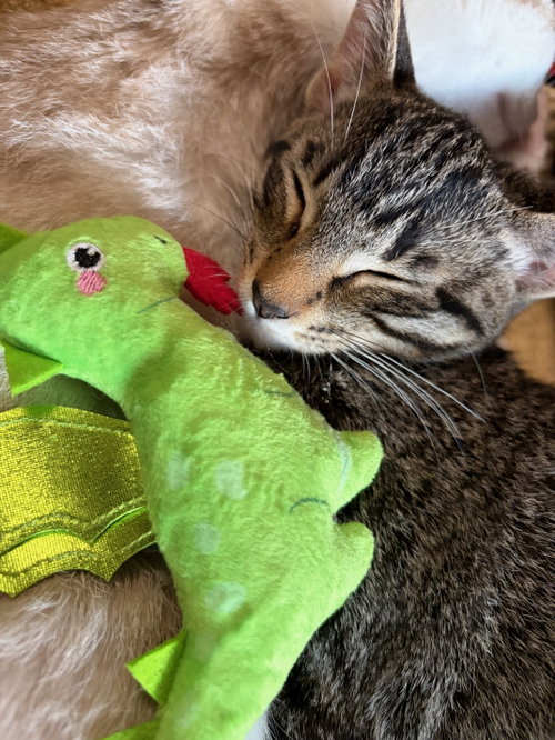 Stripes (& Dora), an adoptable Domestic Short Hair in Castro Valley, CA