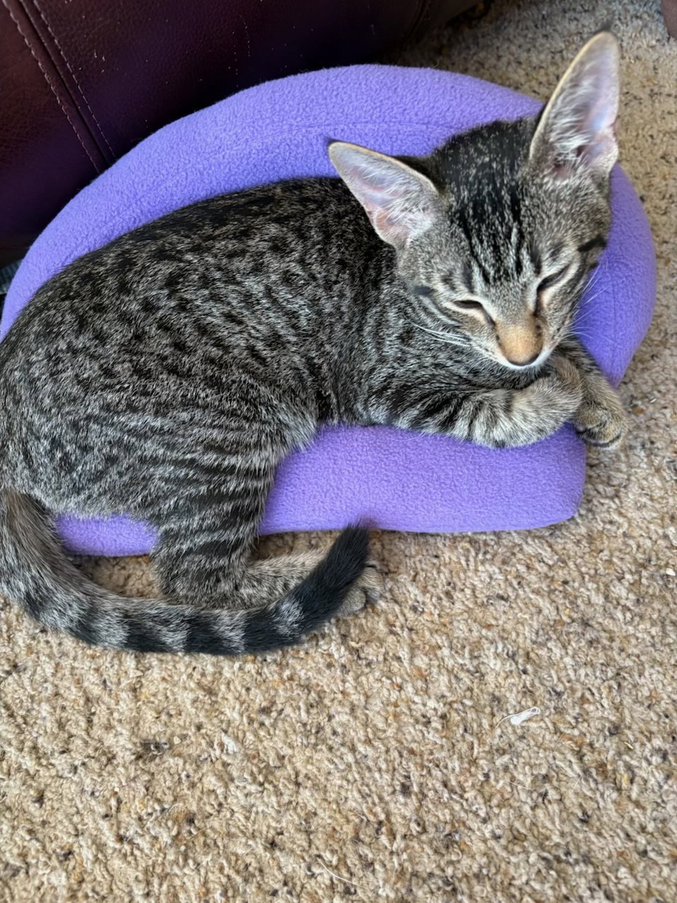 Stripes (& Dora), photo 6