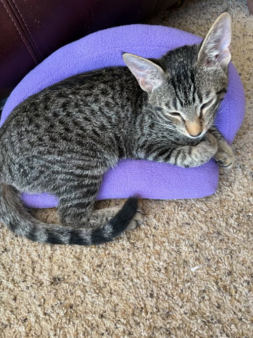 Photo 6 of Stripes (& Dora)