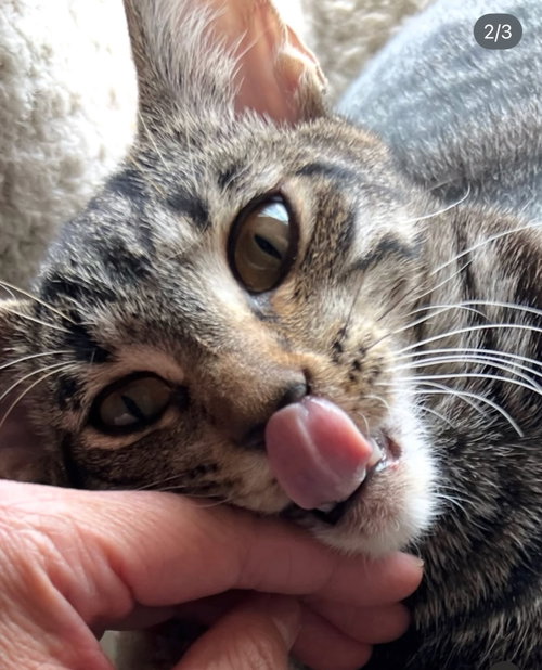 picture of the cat needing adoption