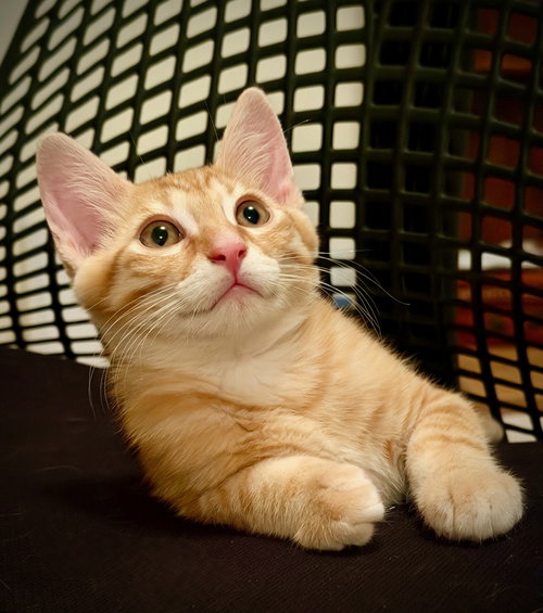 Marmalade