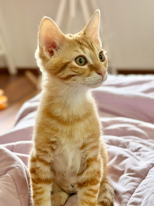 Marmalade photo 3