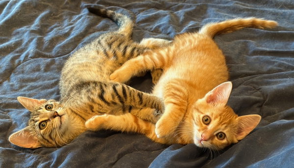 Marmalade (& sibling)