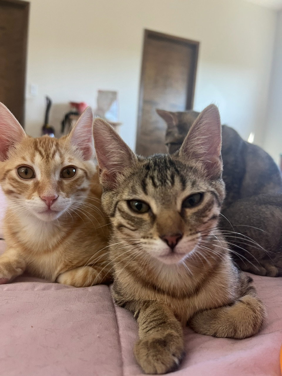 Marmalade (& sibling), photo 4