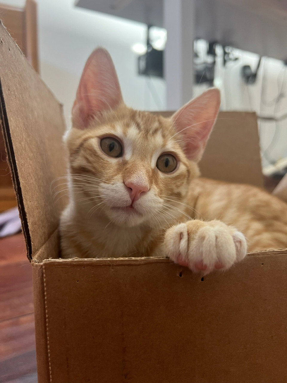 Marmalade (& sibling), photo 3