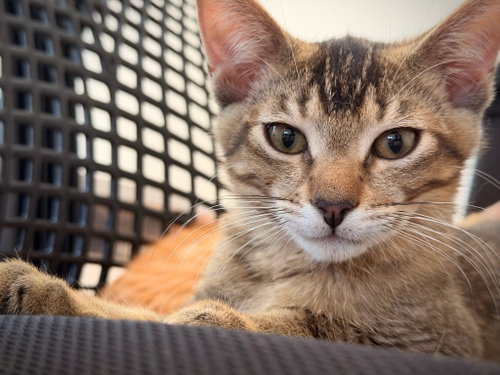 Jumbles photo 3