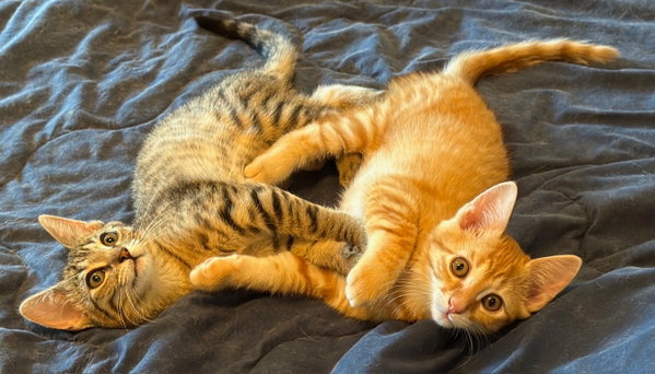Tumbles (& Jumbles)