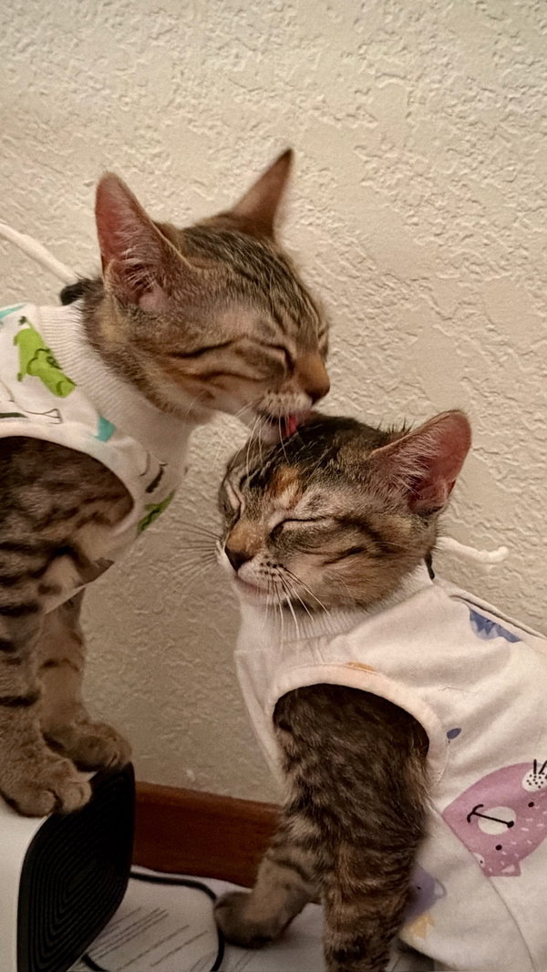 Mango (& Tango)
